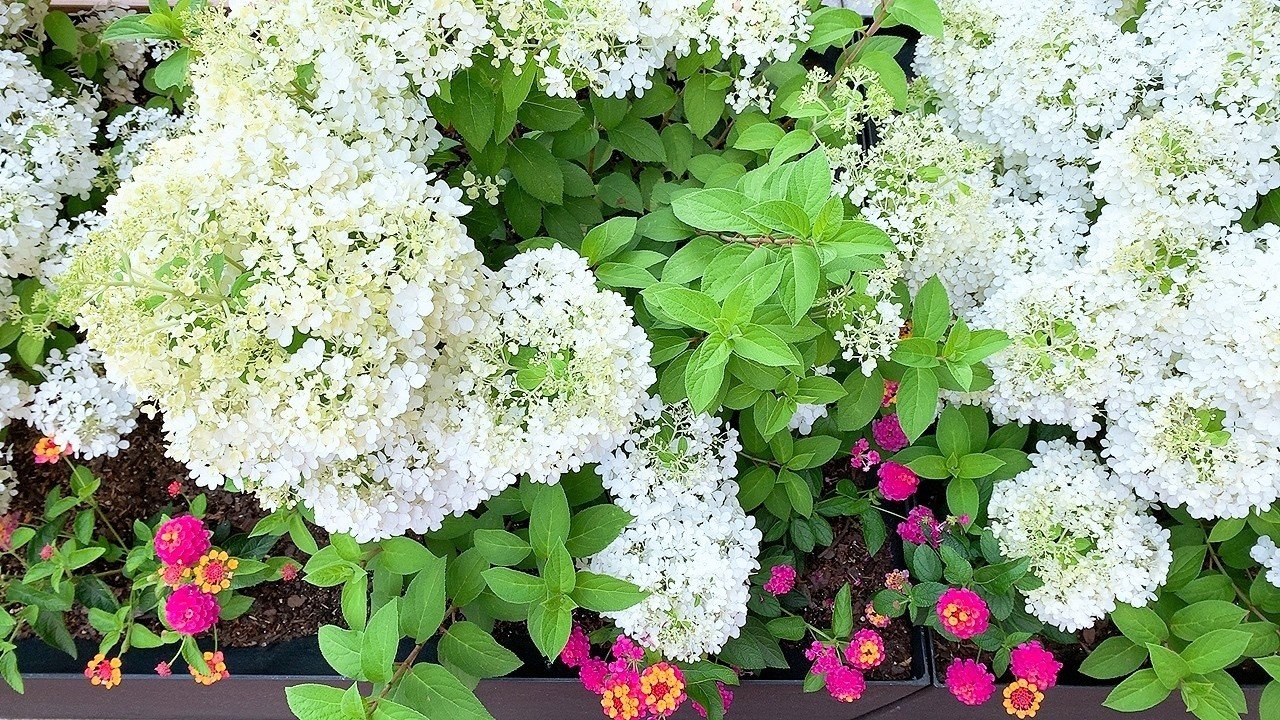 白紫陽花とカラフルなお花 7 3 山本 アヤメ Note 白紫陽花とカラフルなお花 7 3 山本 アヤメ Note