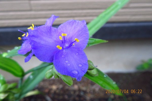 紫露草 の新着タグ記事一覧 Note つくる つながる とどける 紫露草 の新着タグ記事一覧 Note つくる つながる とどける