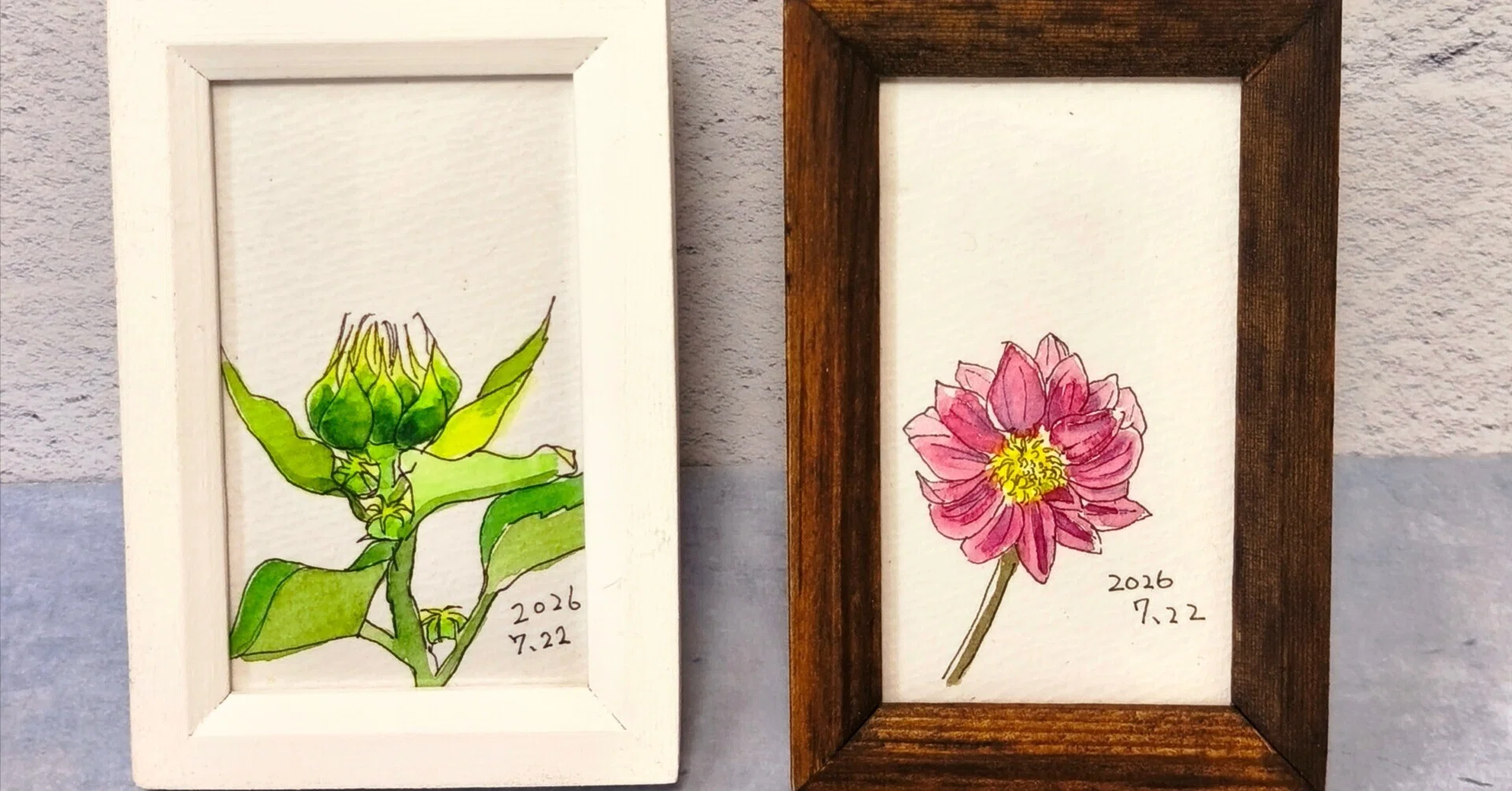 描きながら歩く 7月22日 ダリア ヒマワリの成長記録① |透明水彩
