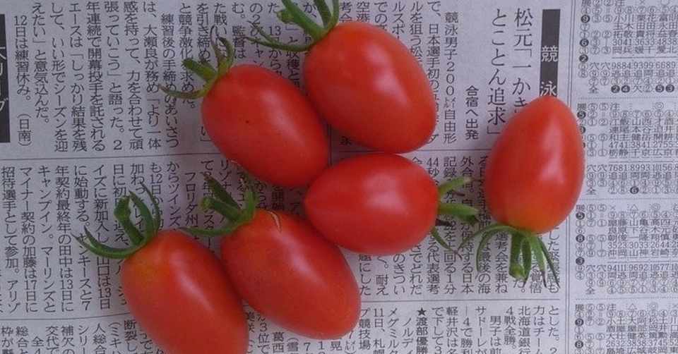 完全初心者がミニトマトとピーマンを育ててみる ５６日目 ６０日目 星心 Note