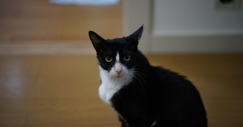 団地猫 二週間ぶりの病院 Toruu Note