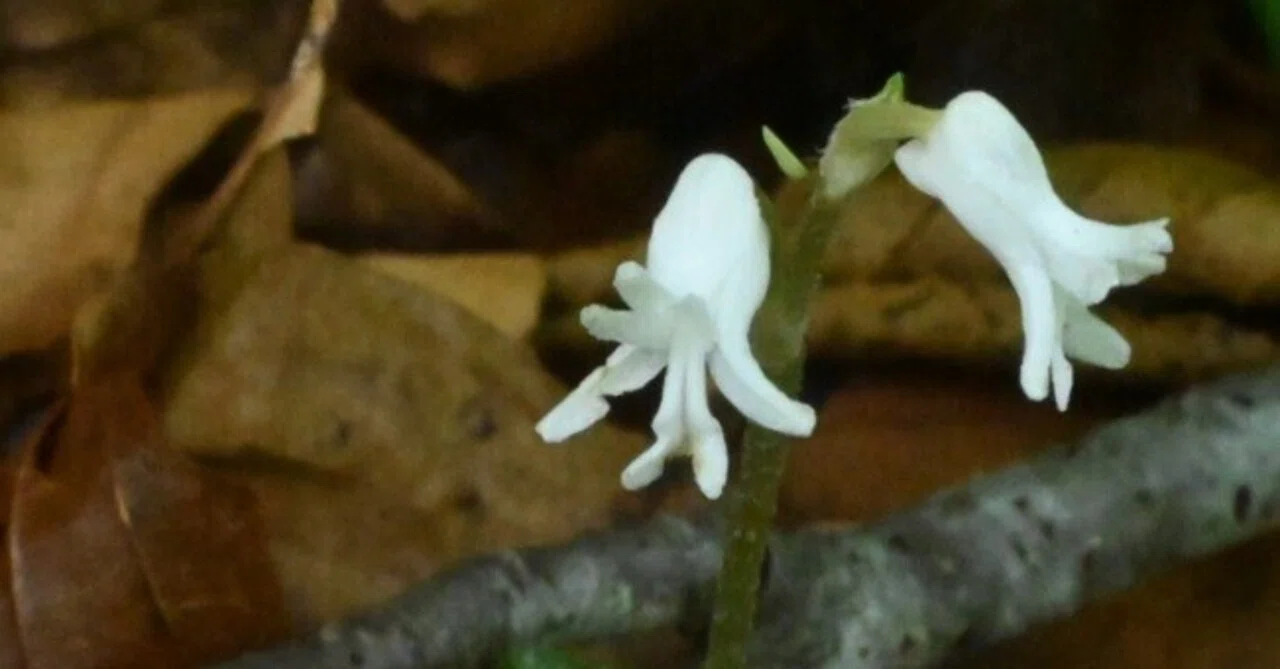 早朝の白髪山】白き小さな花アリドオシランを求めて｜郁諷庵・宗渓 ikufuan