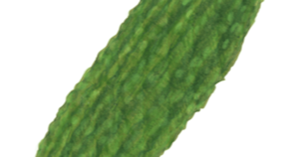 ゴーヤ入り黒豆茶 2010年10月1日から5教科オンライン個別指導をしている戸山学院は世界中どこでも定額学び放題 Note