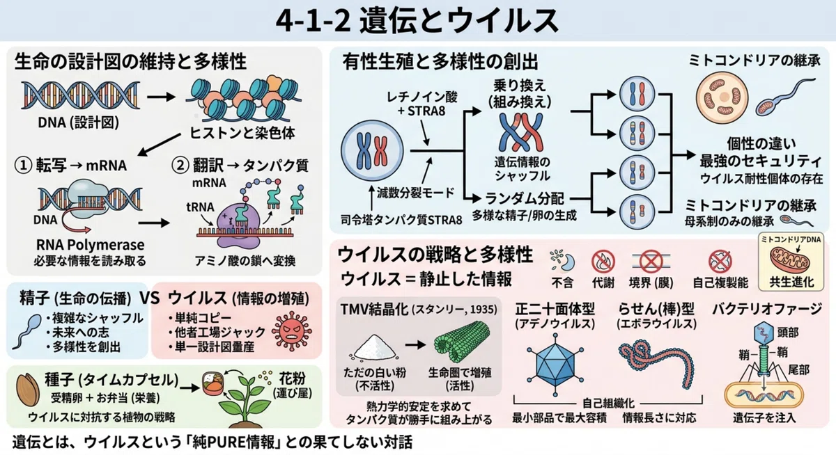 遺伝とウイルス:「コピー」|なぜ伝えるのか|心世界|小説3