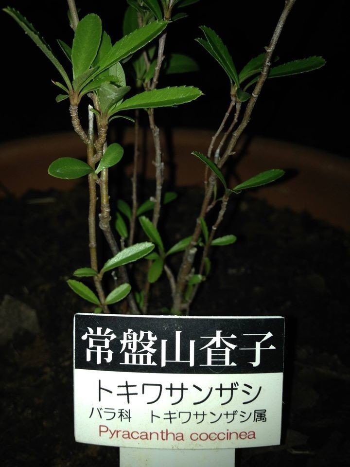 アメリカの歌 ピルグリムの船 メイフラワー 植物のメイフラワー そしてナサニエル ホーソーン 緋文字 を巡る不思議 な展開 山本 剛 Note