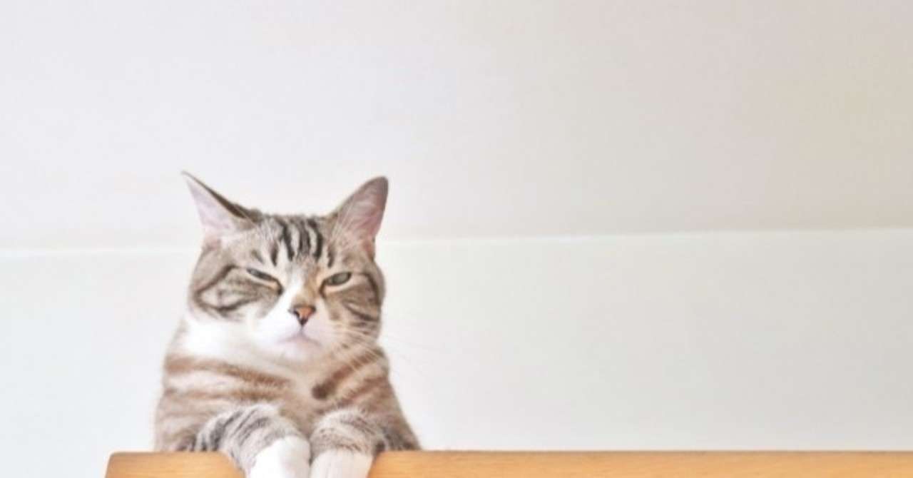 世界一 小さい猫 かいけつ 世界旅行 Note