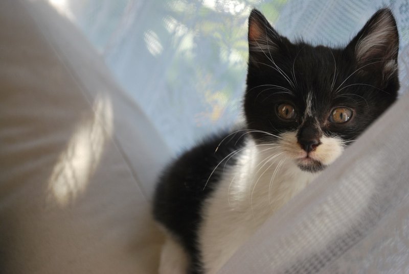 子猫は突然現れる 咲え Note