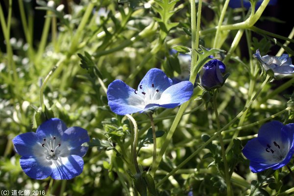 瑠璃唐草 の新着タグ記事一覧 Note つくる つながる とどける 瑠璃唐草 の新着タグ記事一覧 Note つくる つながる とどける