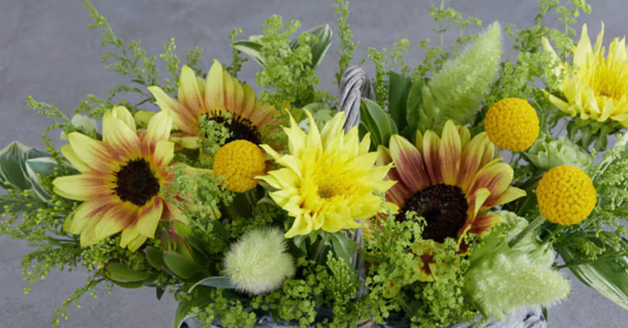🌻The Star of Summer! Introducing Unique Sunflower Varieties🌻｜D