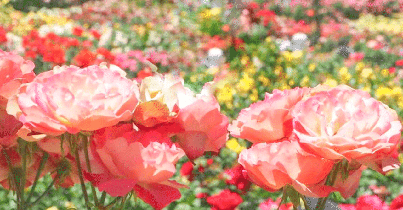 花を購入するときって 何をきにしますか おススメ つ Shii Mayu Note 花を購入するときって 何をきにしますか おススメ つ Shii Mayu Note