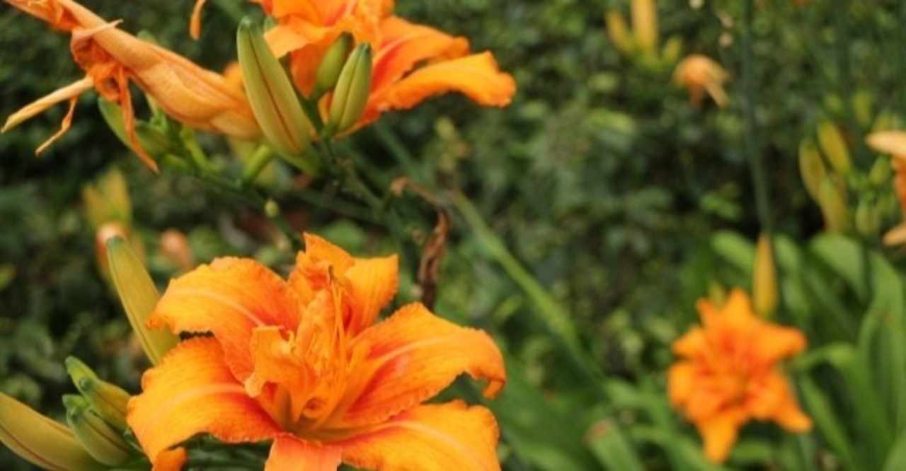 週末投稿 つれづれ有用植物 39 キスゲ亜科 ワスレグサ属 ワスレグサ Pingubanana Note