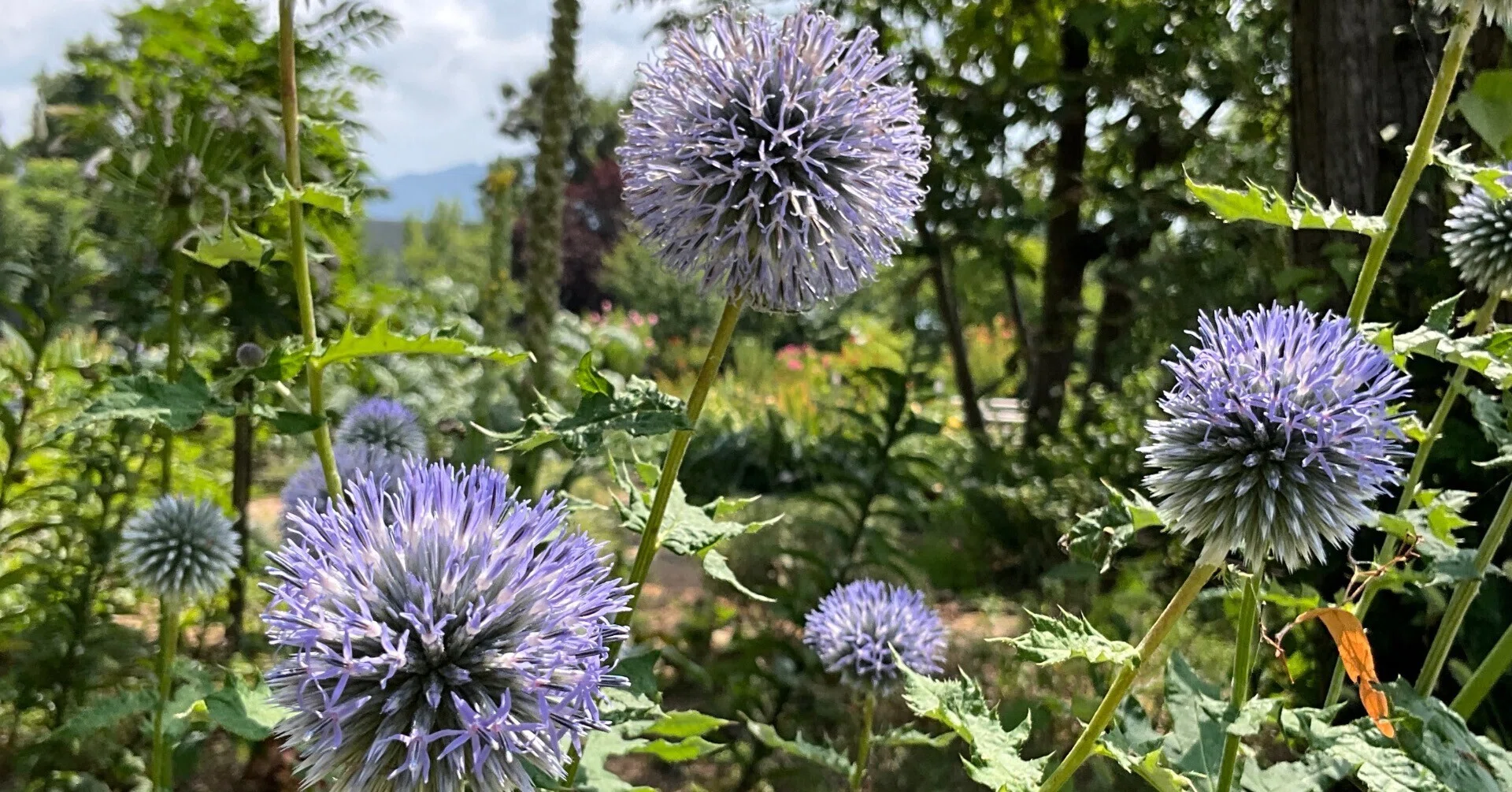 ルリタマアザミ（京都府立植物園）：2026年8月4日（火）｜藤井秀昭