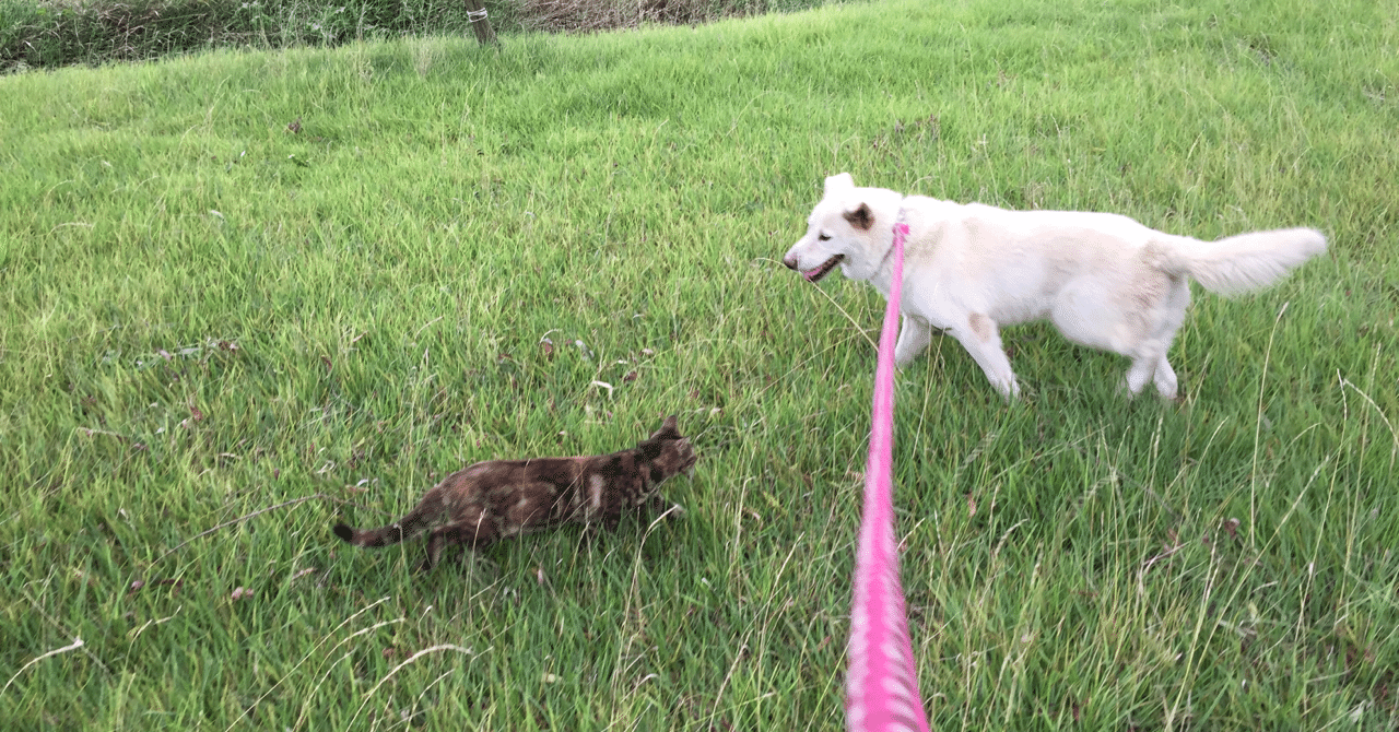 父が残した犬 母と犬と猫と Waco Note