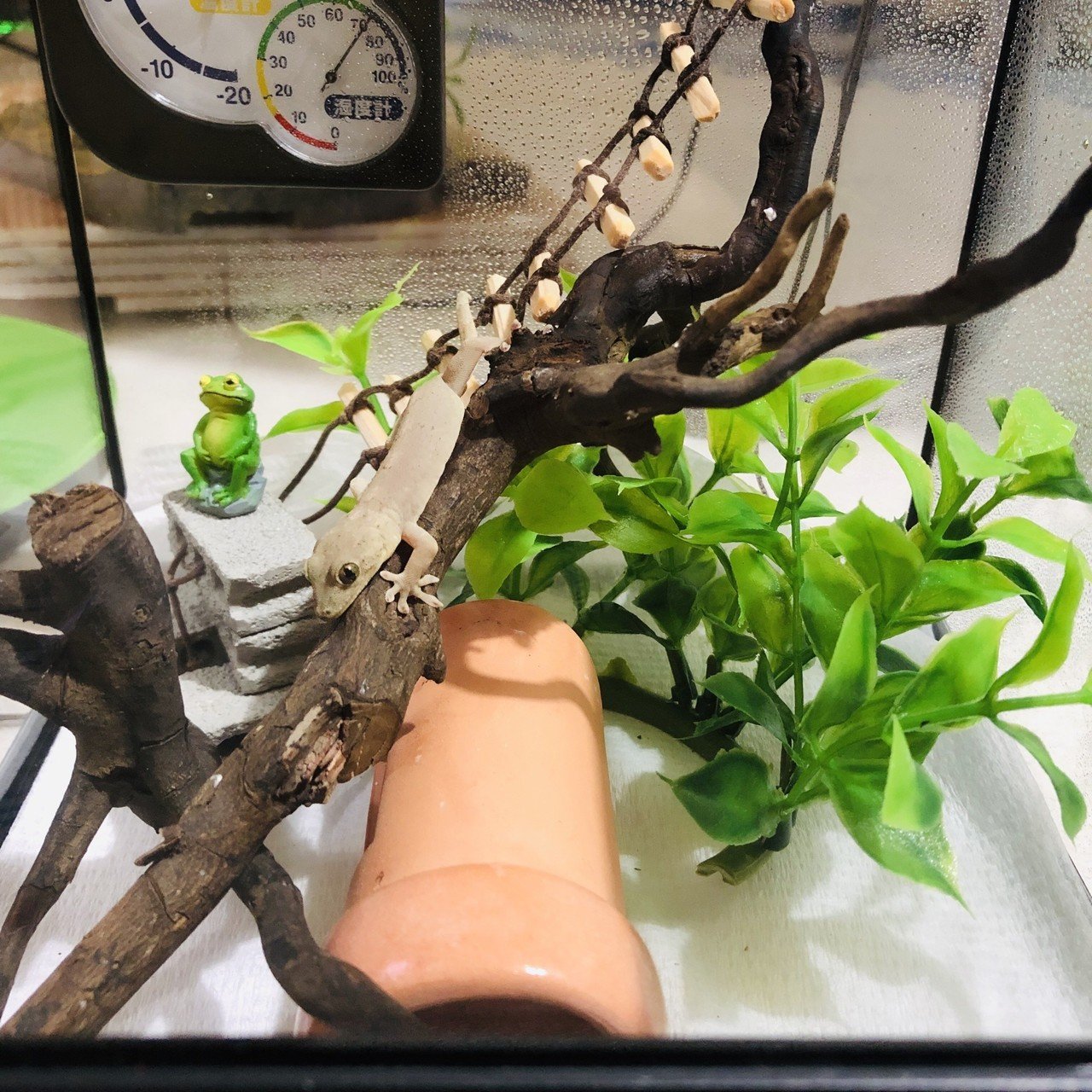 飼育環境とゴハンのあれこれ 1 ヤモリの観察日記𓆈 Note