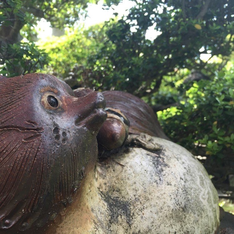 庭のタヌキさん