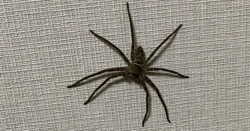 今度は、壁に大きな蜘蛛が。