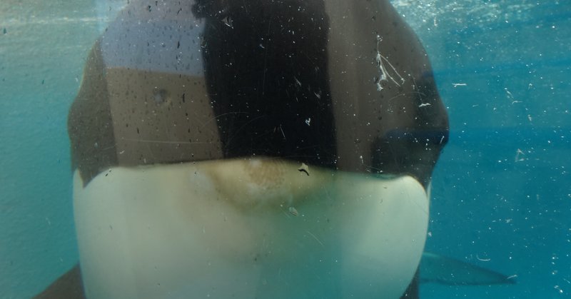 水族館のシャチは 幸せなの わかとら Note 水族館のシャチは 幸せなの わかとら Note