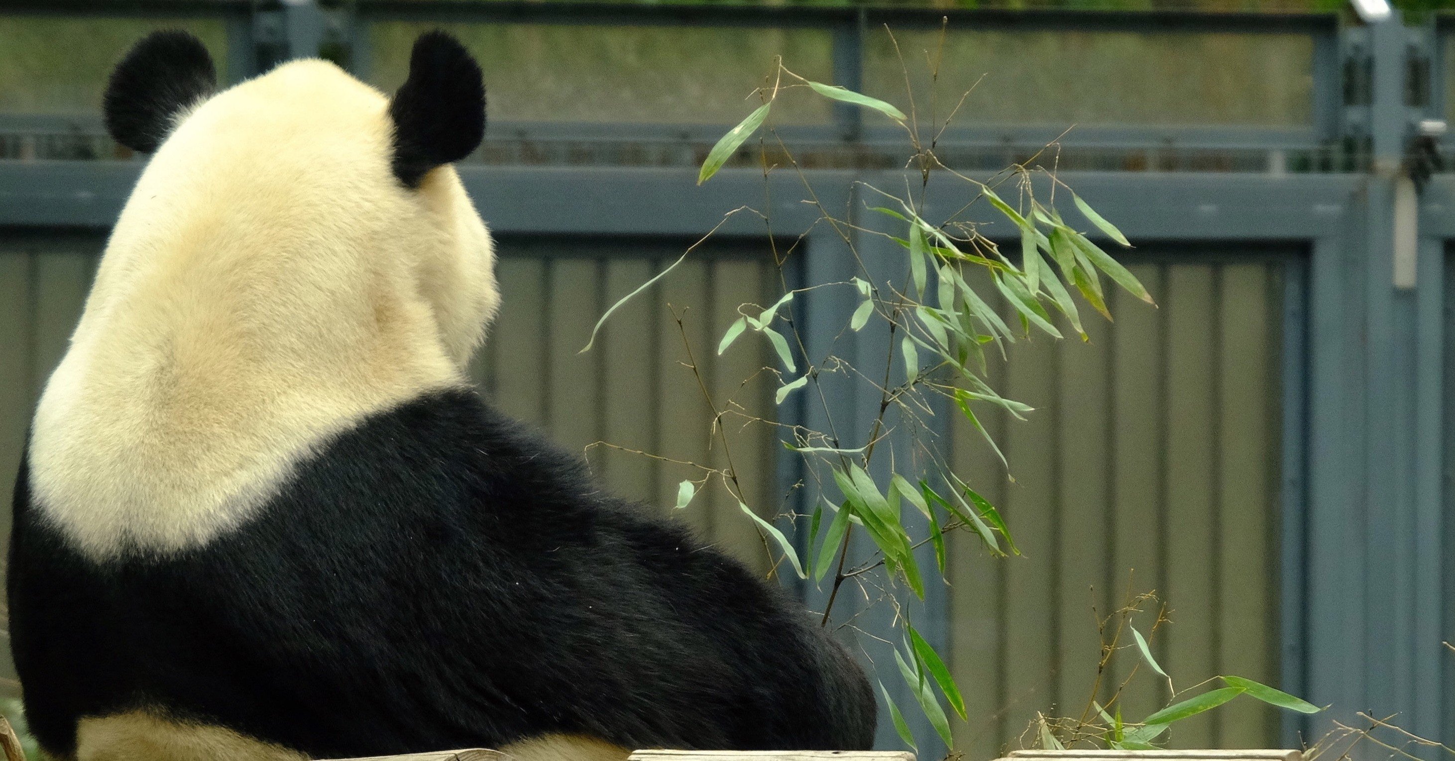 再開園した上野動物園 把握しておくべき9の事前準備 まゆみっこ 根っこの子育て奮闘記 Note 再開園した上野動物園 把握しておくべき9の事前準備 まゆみっこ 根っこの子育て奮闘記 Note