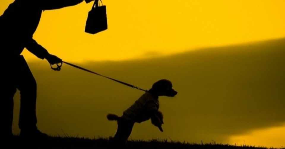 犬が散歩中にリードをひっぱる時の対処法 犬の飼い主サポートのplam Note