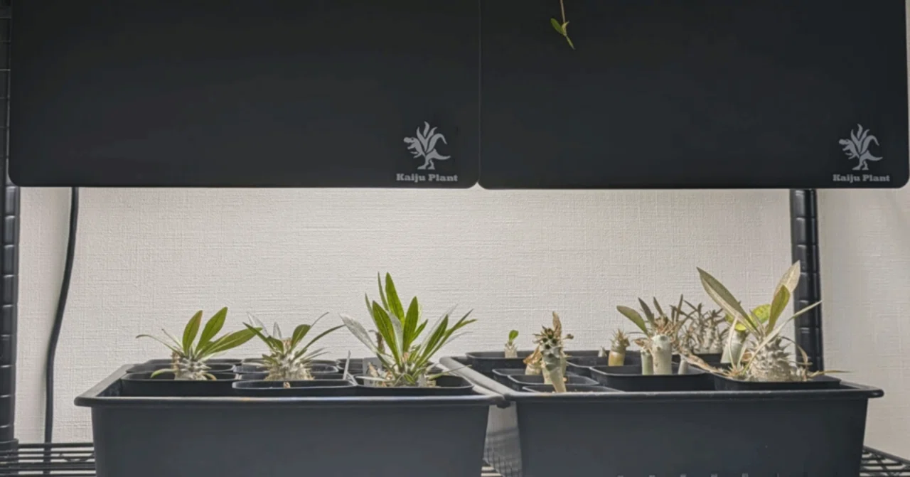 Pachypodium gracilius Seedling Record #3｜株式会社 LINKI'N FELLOWS