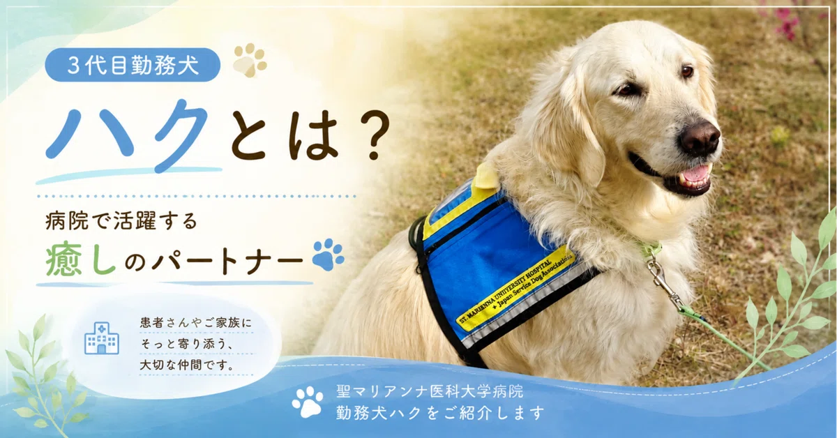 3代目勤務犬ハクとは？病院で活躍する『癒しのパートナー』 🐾｜聖