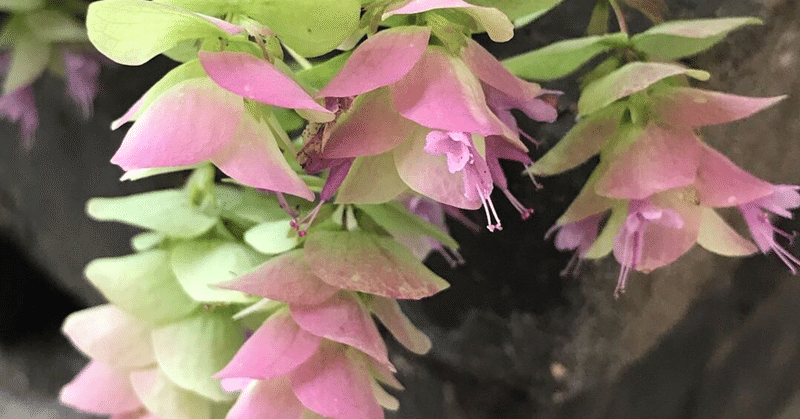 梅雨といえば静かにシトシトだったのにね もも Note 梅雨といえば静かにシトシトだったのにね もも Note