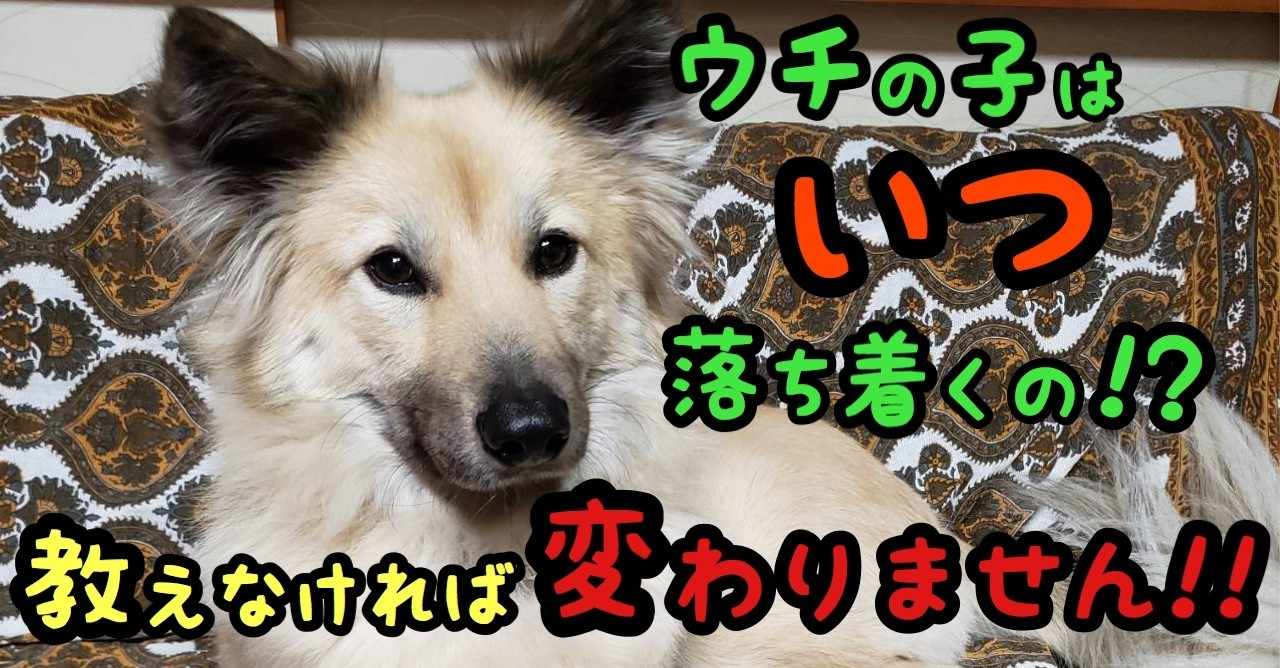 噛む犬 の新着タグ記事一覧 Note つくる つながる とどける