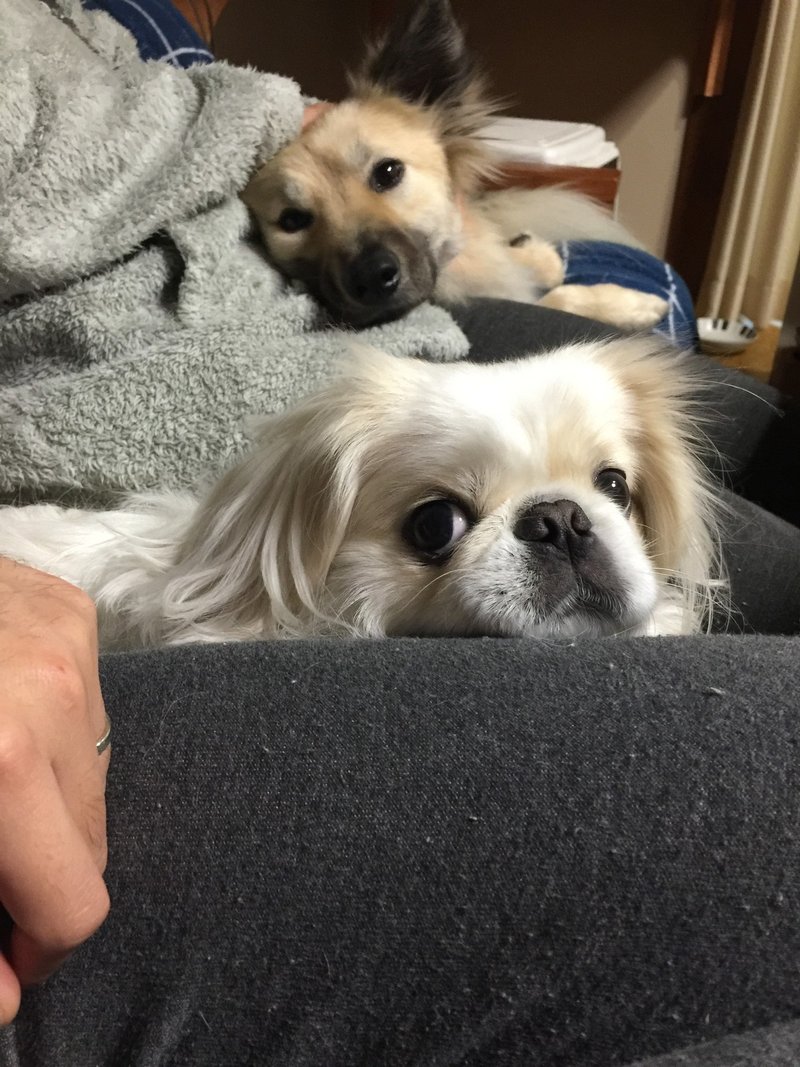 ウチの子はいつになったら落ち着くの 犬は教えなければ落ち着きません ドッグライフサポーター 獅子パパ Note