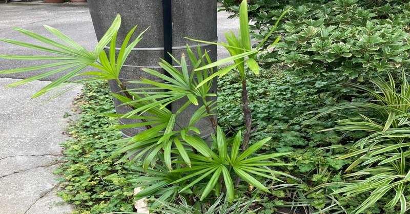 観葉植物シュロチクが外にいる ぶんぶん ミニマリスト研究家 アマ Note
