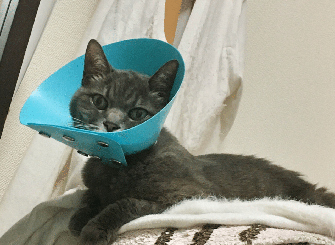 ウチの猫のちゃおの気持ちを聞いてもらいました アニマルコミュニケーション初体験記 子なし転勤族妻のわたしの 転妻ライフ Note