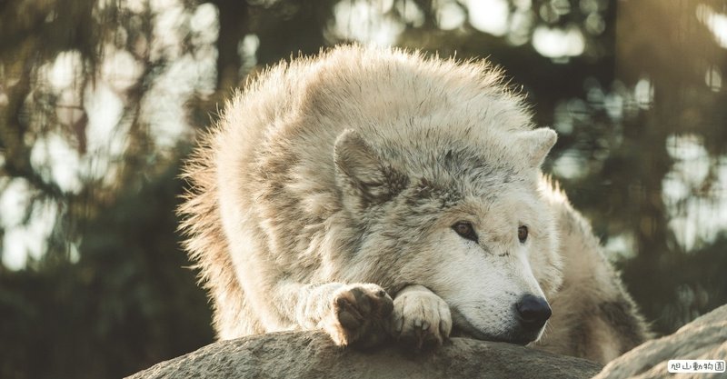 名前の由来 狼と蓮 狼蓮 ろうれん Note