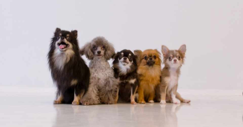 犬の性格に合わせた接し方 犬の飼い主サポートのplam Note