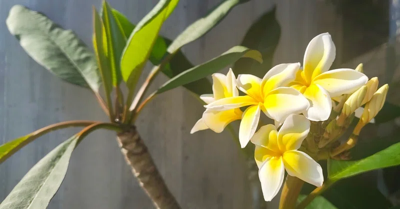 学芸員実習生のおすすめ