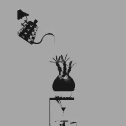 珈琲屋さんの植物日記