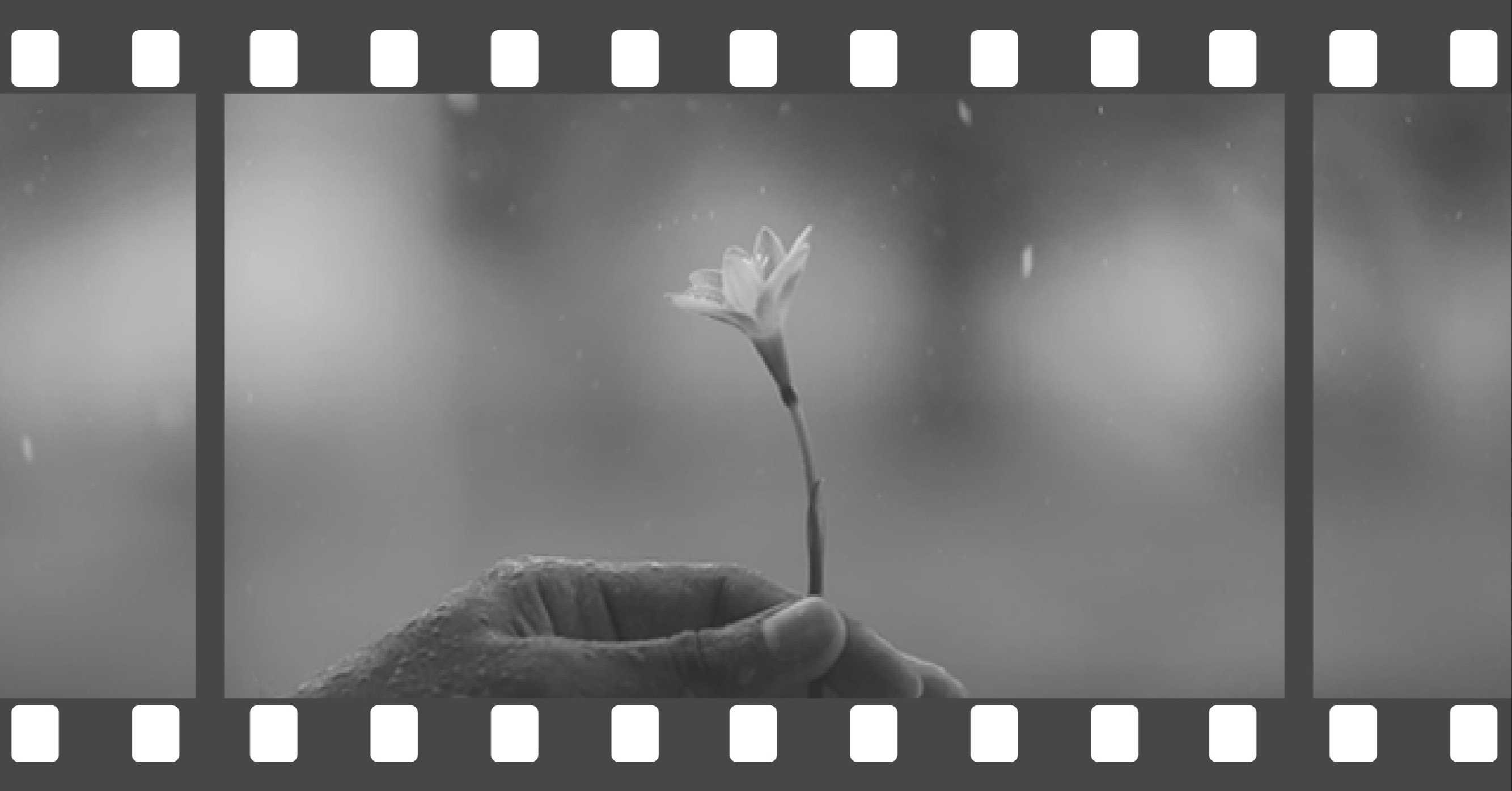 水に濡れると透明になる花 柘榴 Note 水に濡れると透明になる花 柘榴 Note