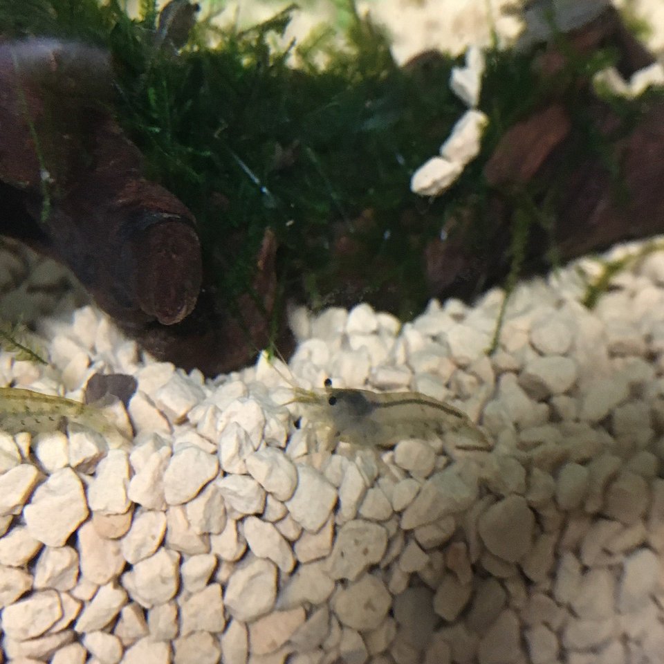 No 17 ミズミミズ 水槽初心者 Note