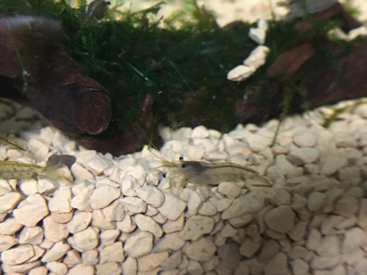 No 17 ミズミミズ 水槽初心者 Note No 17 ミズミミズ 水槽初心者 Note