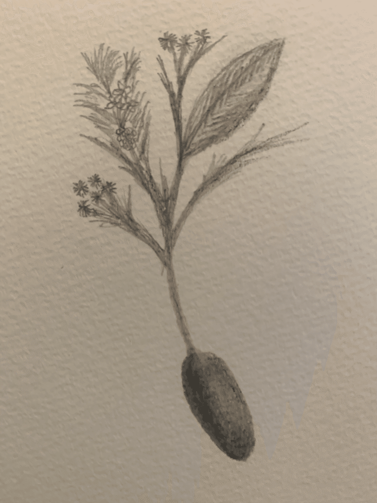 植物を描きたいなぁと思い、枝や葉っぱを描いてくうちに種も描きたくなってこんな感じになりました。