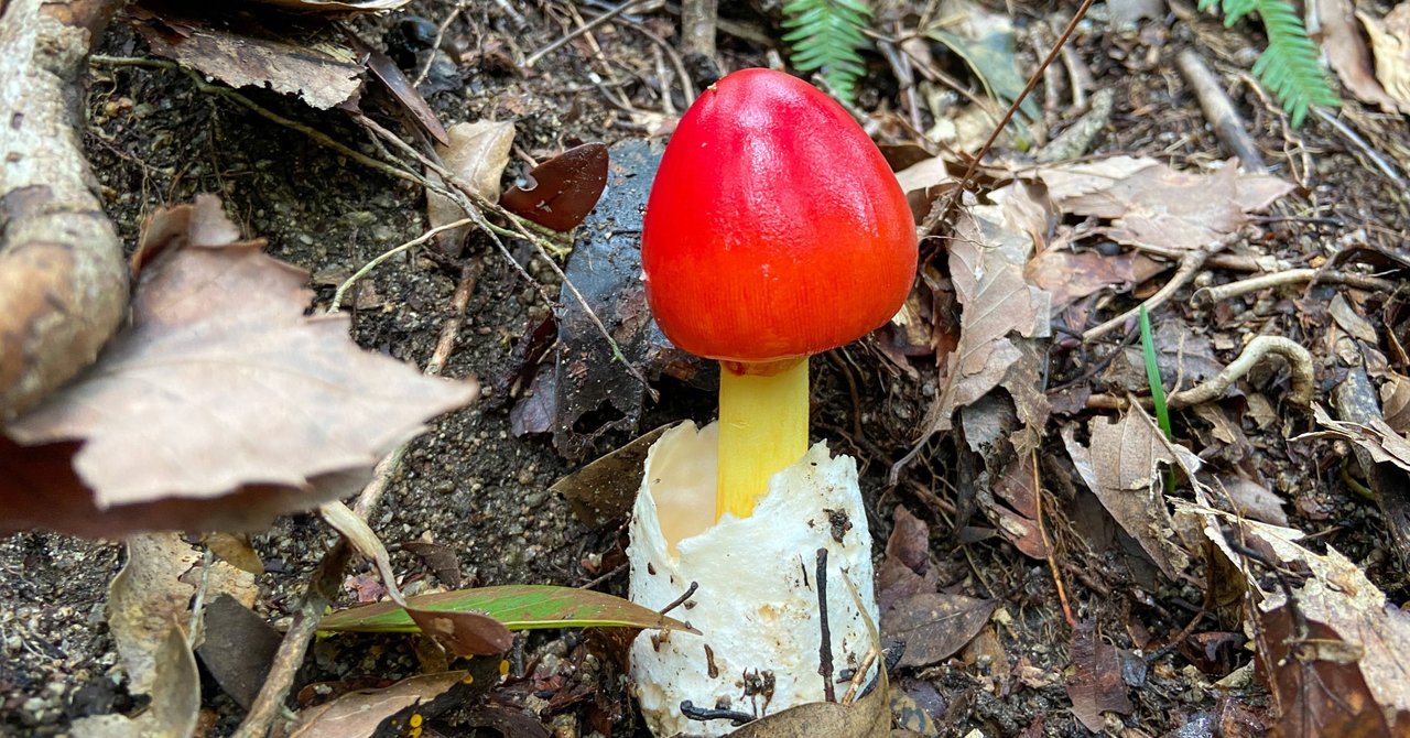 rectangle_large_type_2_0d086f3