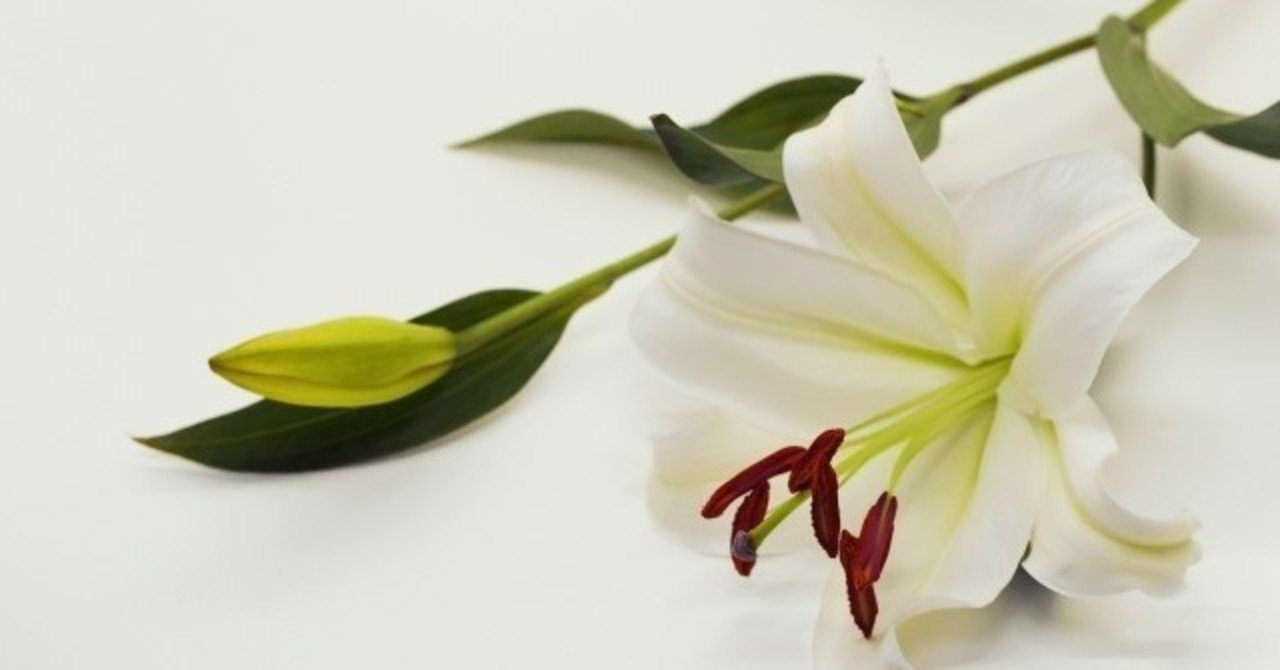 ミステリアス な女性はモテるって本当 朝霧 Note ミステリアス な女性はモテるって本当 朝霧 Note