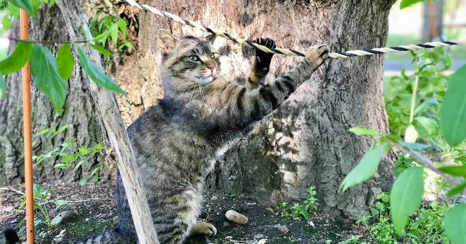 人間と猫とイタチごっこ 猿もおだてりゃ木から落ちるが また登るさ Note