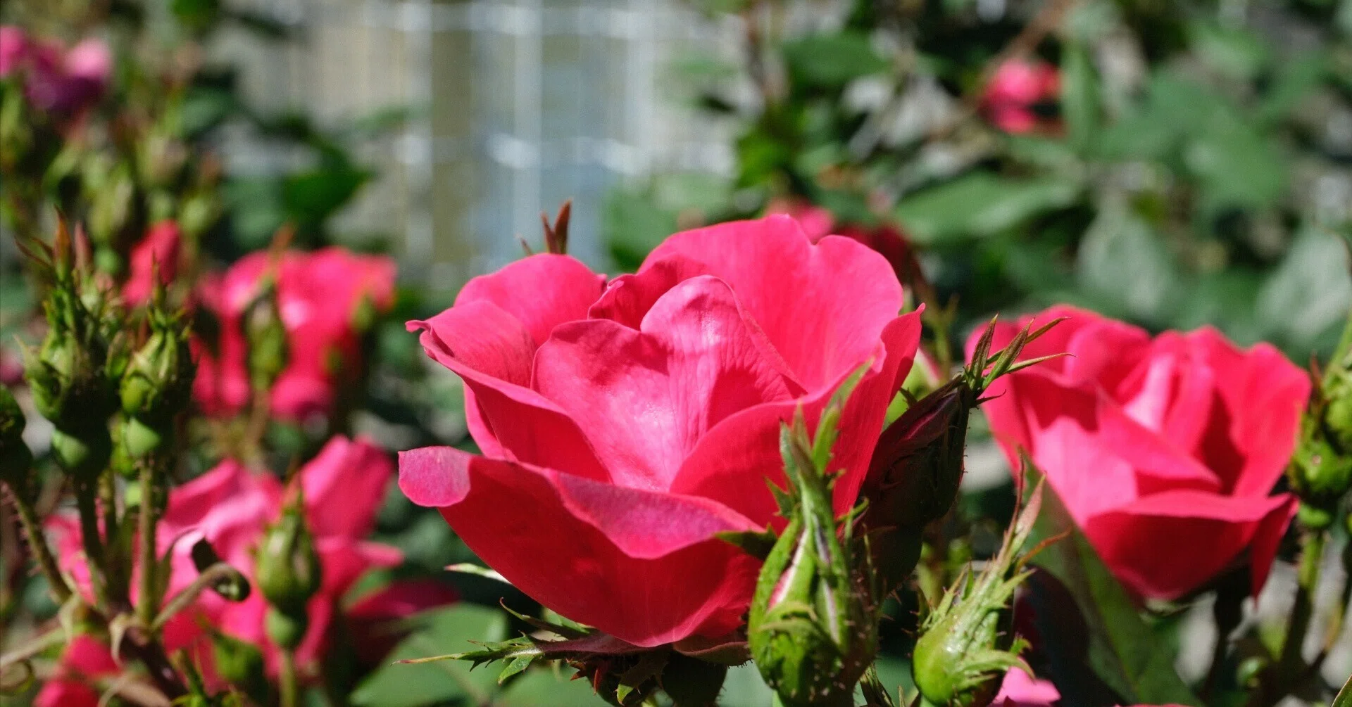 📷X-T30III × 🌹中之島バラ園 ｜ 🇺🇸ノック・アウト（Knock Out