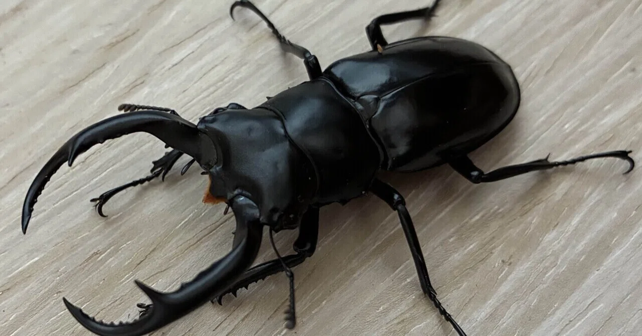 解説】WDウエストウッディ カズミアエの産卵方法｜Stag Beetle