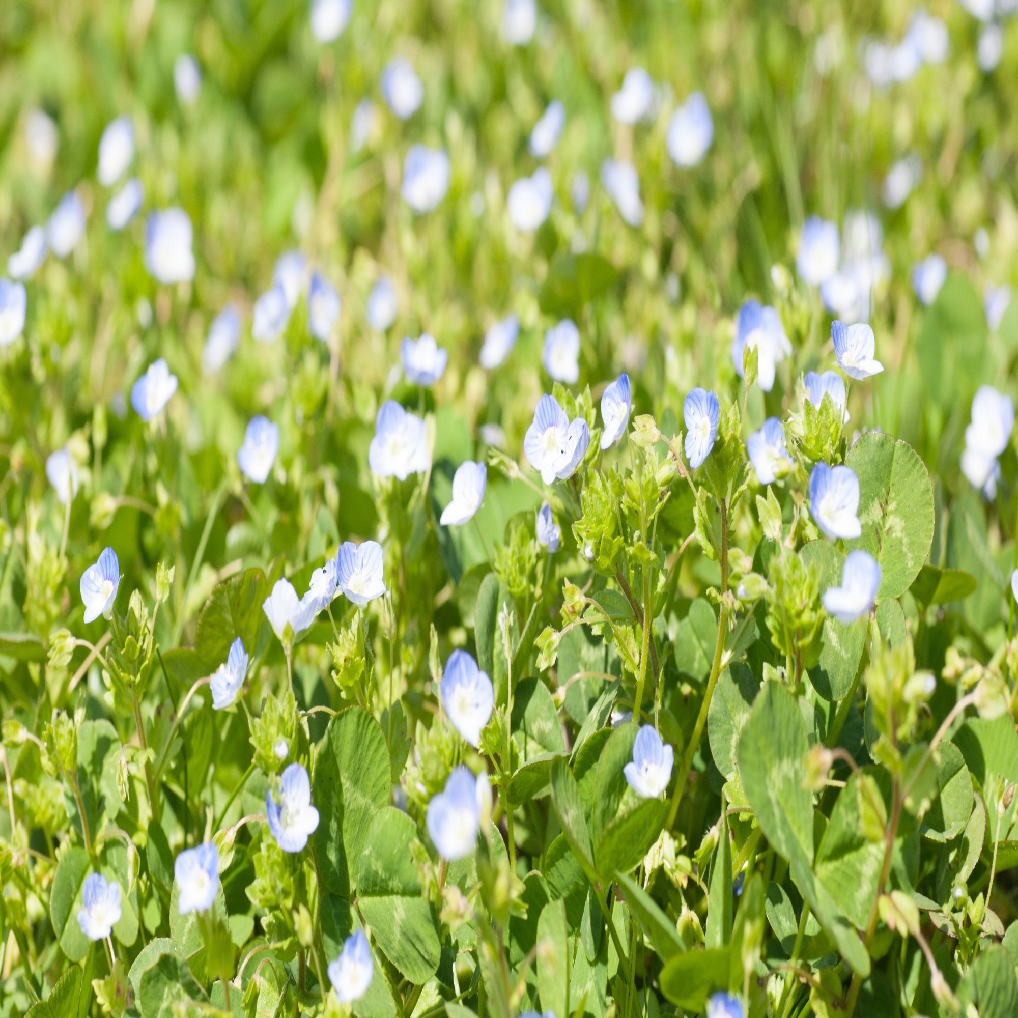 ML.netをVB.netで使う話、クラスライブラリーの基本編・その５｜くろまる