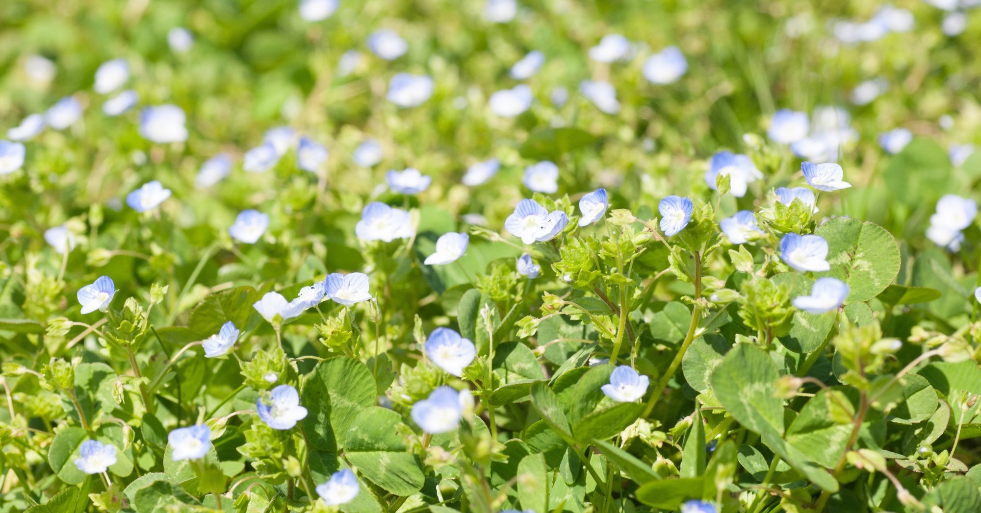 インターネットのマップや地図を綺麗に白黒印刷したい くろまる Note インターネットのマップや地図を綺麗に白黒印刷したい くろまる Note