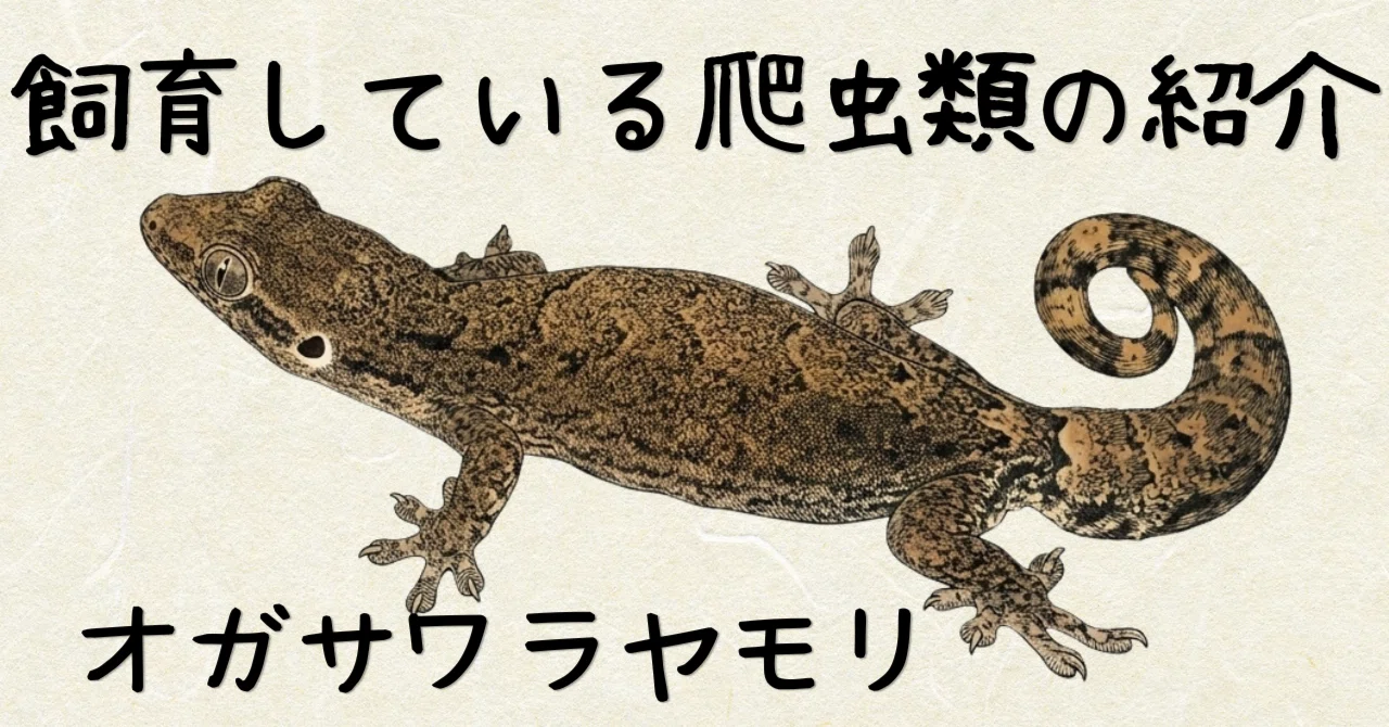 自宅の爬虫類の紹介｜オスがいない？オガサワラヤモリ｜ゆた