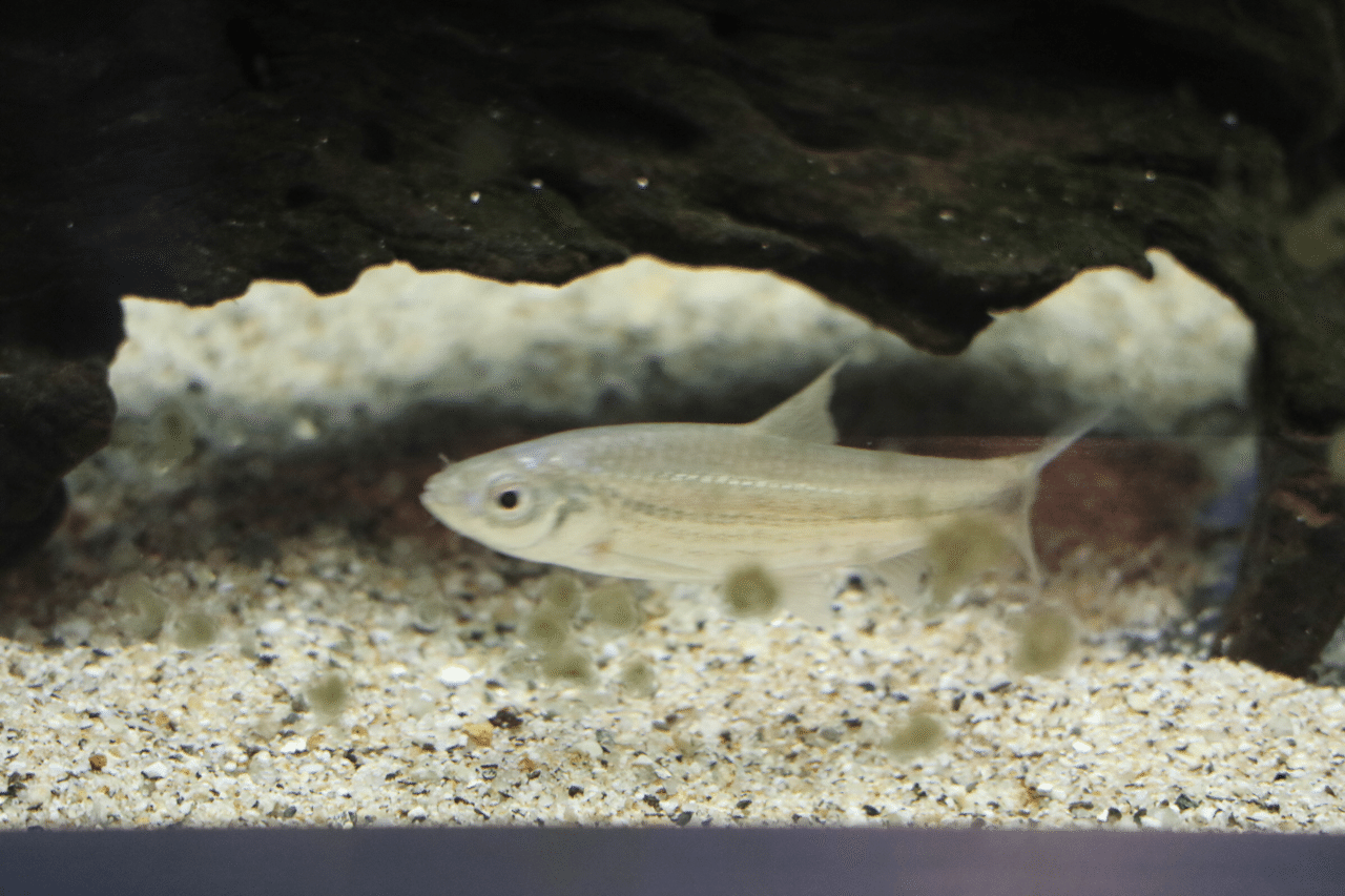 淀川の魚 てるてるぼうず Note 淀川の魚 てるてるぼうず Note