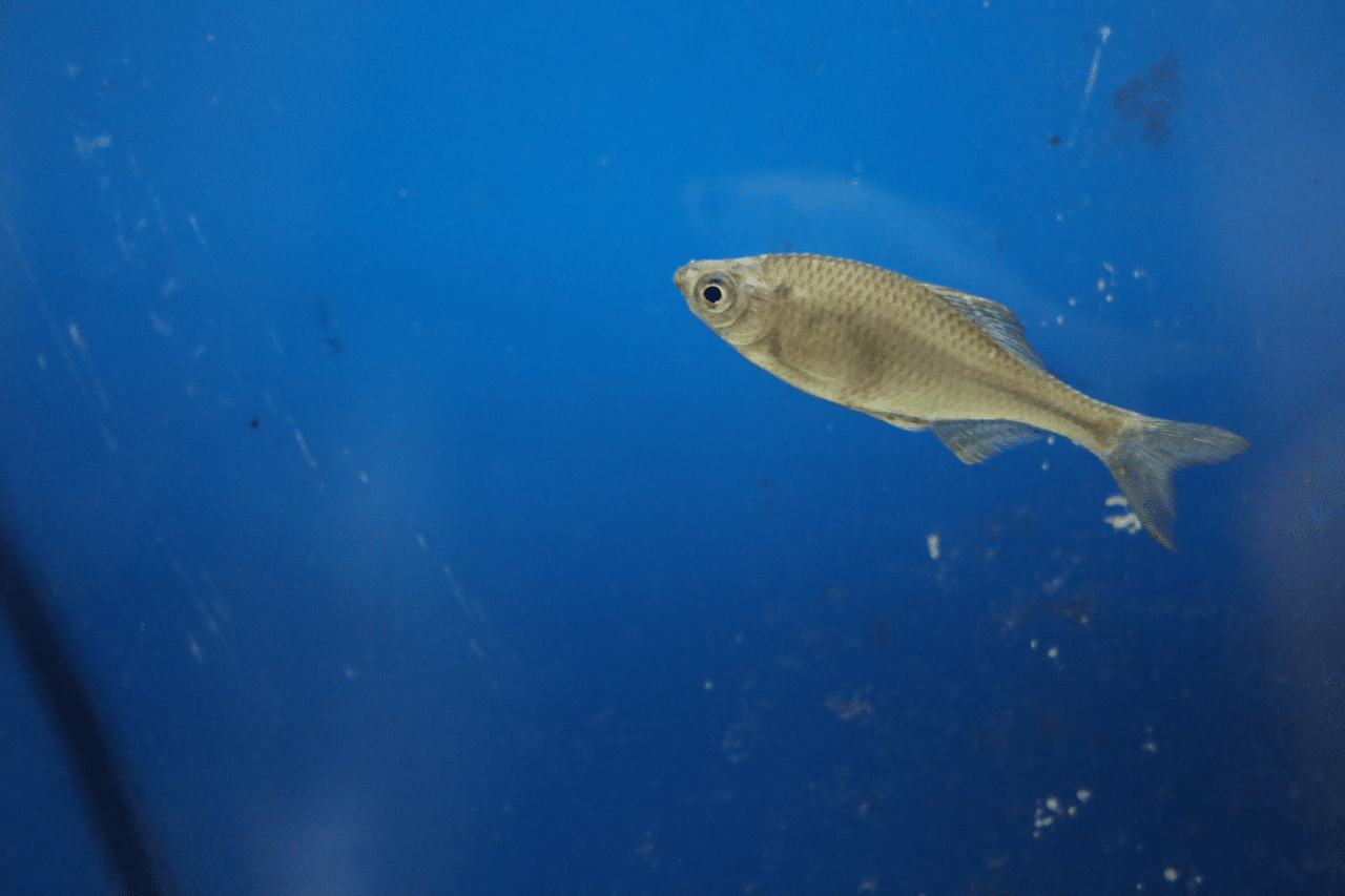 淀川の魚 てるてるぼうず Note 淀川の魚 てるてるぼうず Note