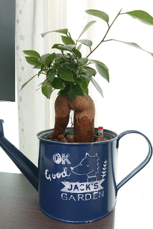 家庭菜園1年経っての学び その２ 失敗から学びばかり ディープだ 伊達 英紗 Date Eisa Note