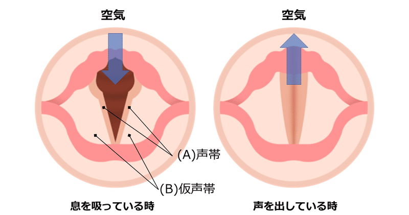 喉の構造２